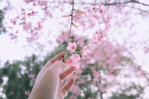 Hoa Mai Anh Đào Đà Lạt