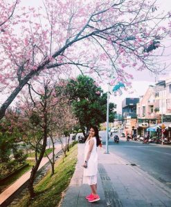 Hoa Mai Anh Đào Đà Lạt