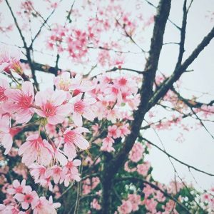 Hoa Mai Anh Đào Đà Lạt