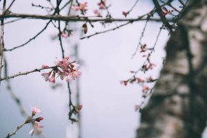 Hoa Mai Anh Đào Đà Lạt