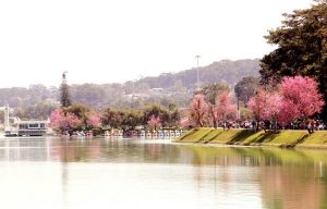 Hoa Mai Anh Đào Đà Lạt