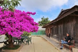Cây hoa giấy nhật bản