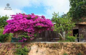 Cây hoa giấy ở trạm hành