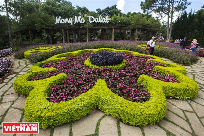 hình ảnh Đồi Mộng Mơ Đà Lạt