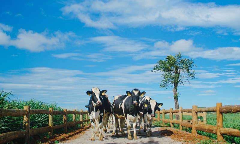 Organic Đà Lạt