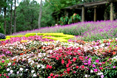 Số điện thoại khu du lịch Đồi Mộng Mơ