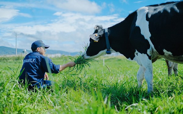 Tham quan trang trại bò sữa Đà Lạt