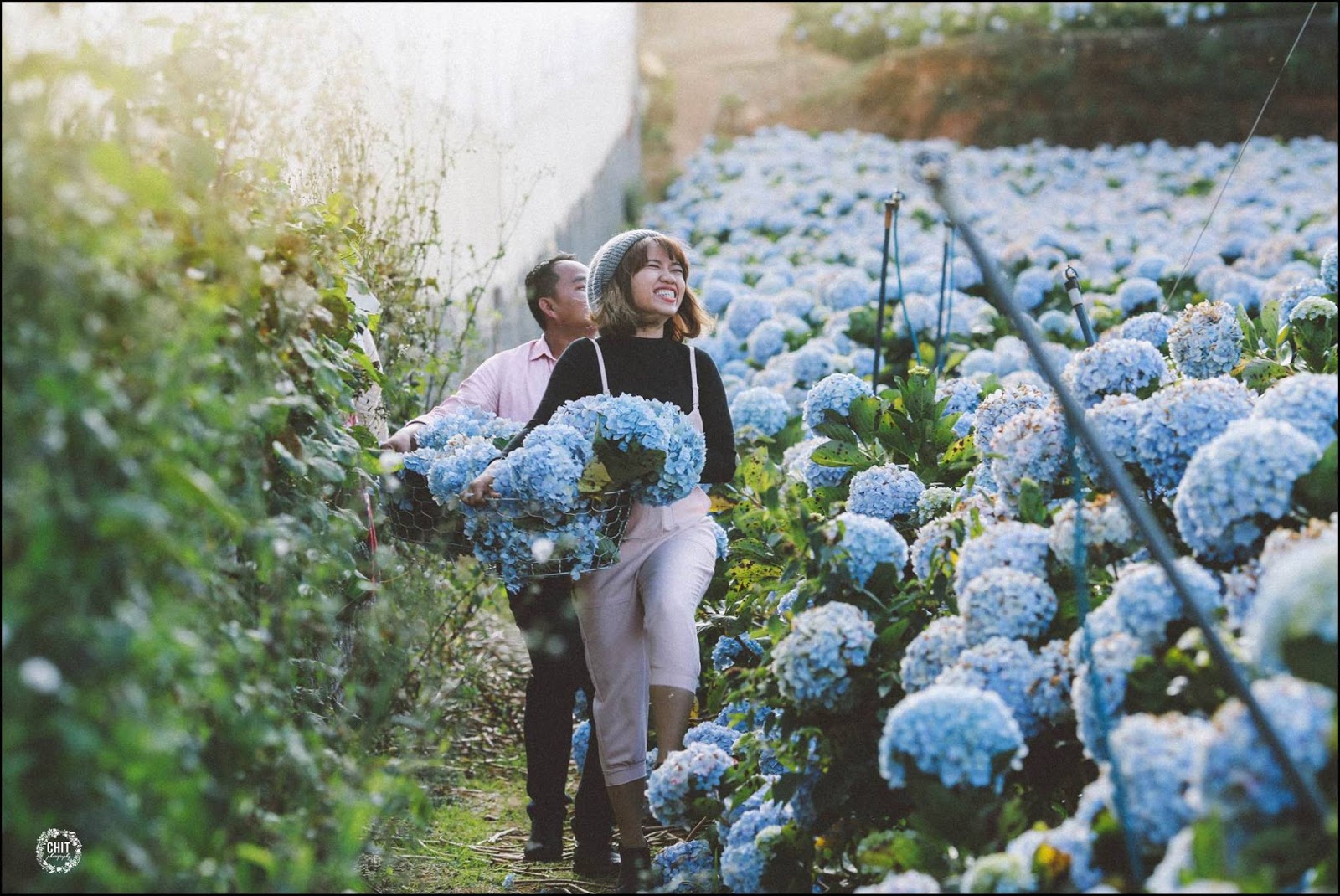 Cánh đồng hoa Cẩm Tú Cầu Đà Lạt