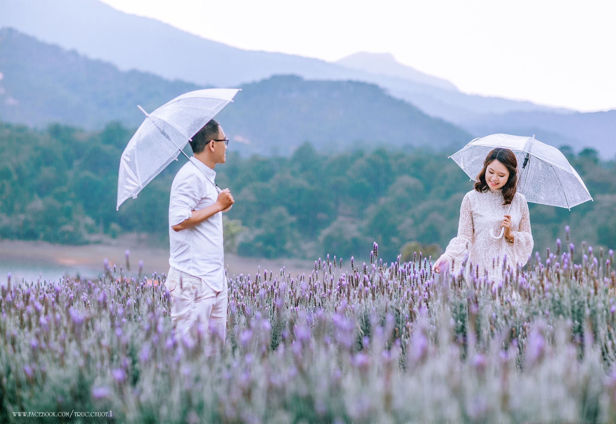Cánh đồng hoa Lavender Đà Lạt