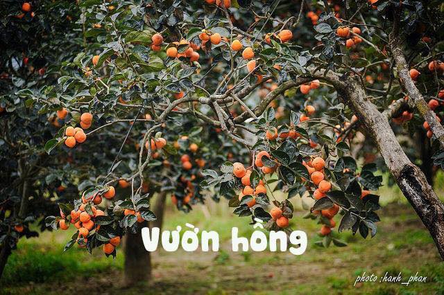 du lịch Đà Lạt tháng 11 có gì hay - Vườn hồng