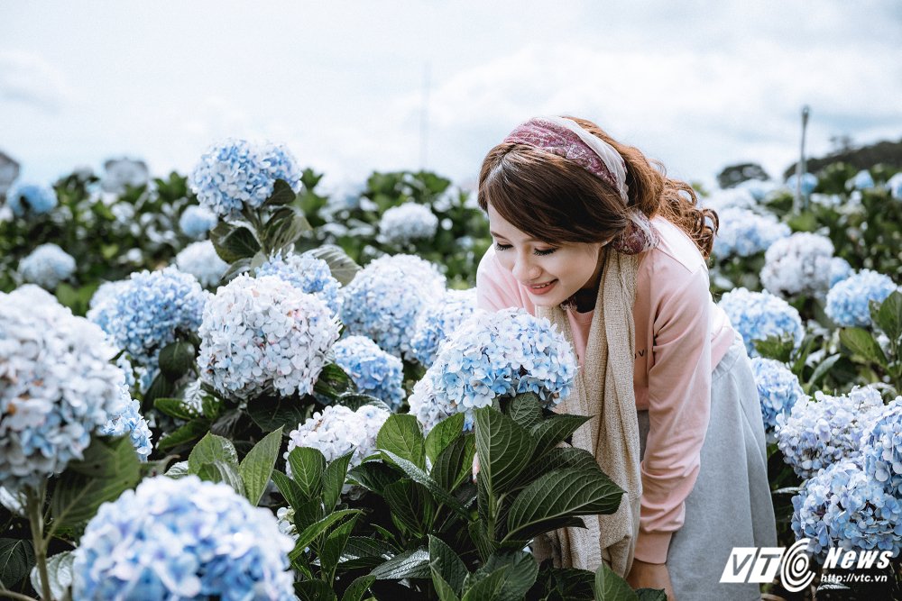 Hình ảnh Vườn hoa Cẩm Tú Cầu