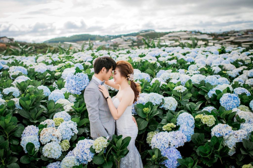 Hoa Cẩm tú cầu nở vào mùa nào ở Đà Lạt