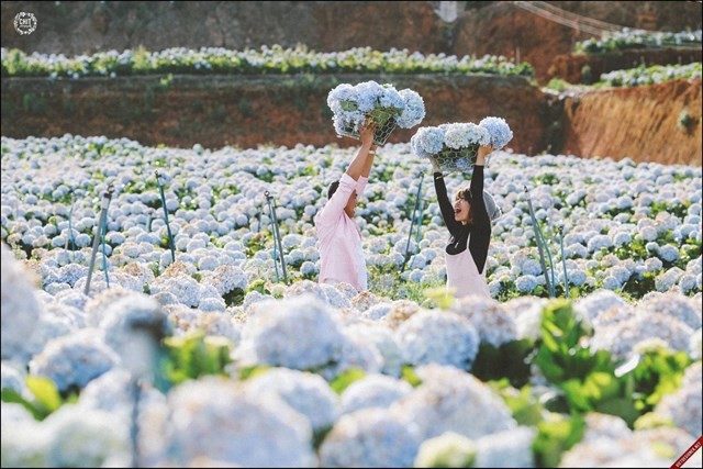 hoa cẩm tú cầu nở vào tháng mấy