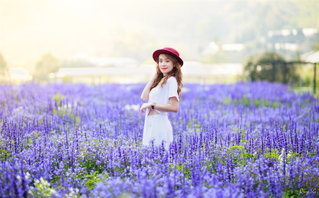 Shop hoa lavender Đà Lạt