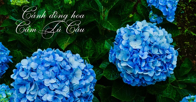 Sự tích hoa cẩm tú cầu Đà Lạt