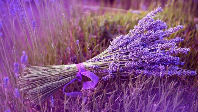 Sự tích hoa Lavender Đà Lạt
