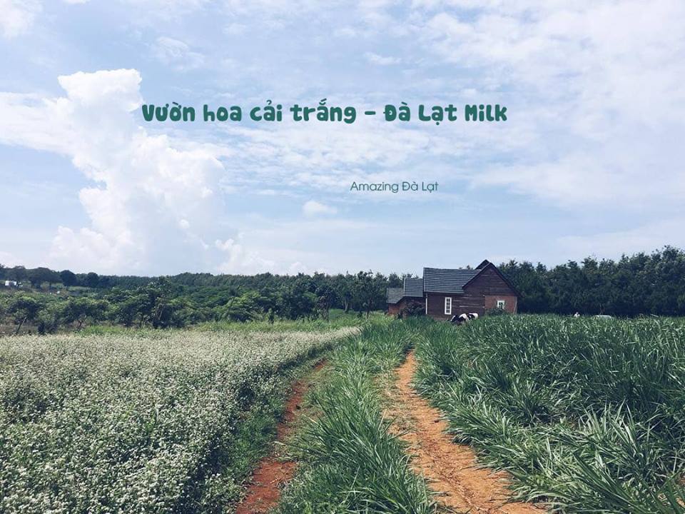 Thời tiết Đà Lạt tháng 11