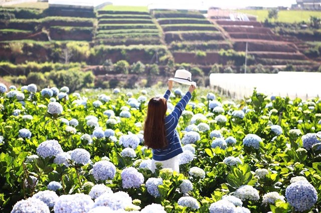 tour vườn hoa cẩm tú cầu Đà Lạt