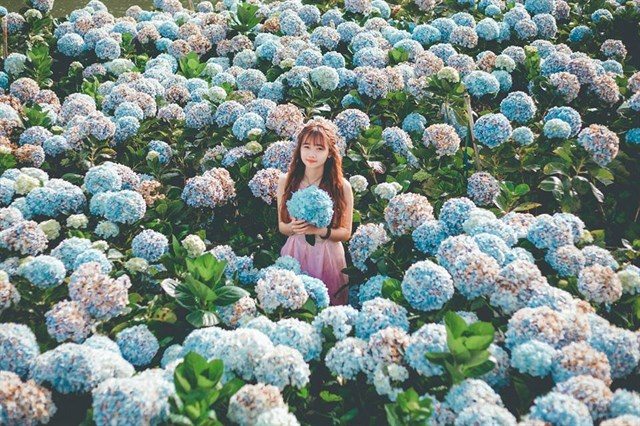Vườn hoa cẫm tú cầu tp. Đà Lạt Lâm Đồng