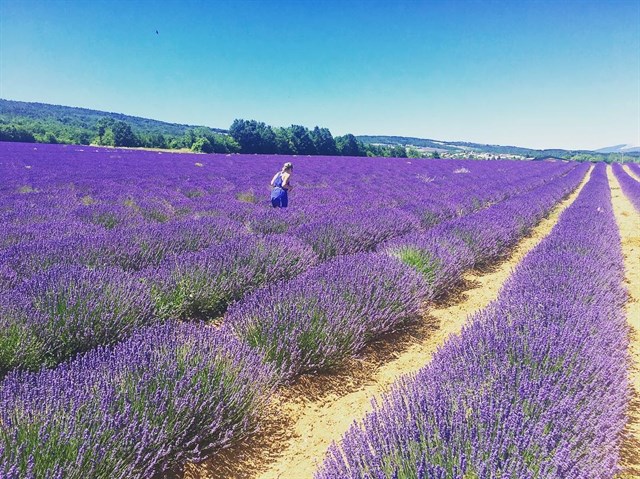 Vườn hoa Lavender cầu đất 