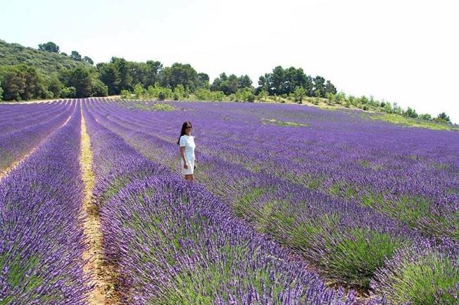 Vườn hoa Lavender Đà Lạt 2018