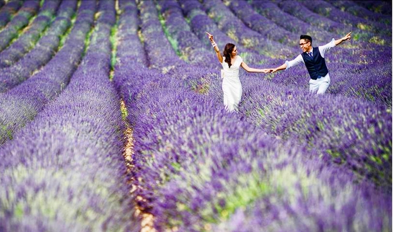 Vườn hoa Lavender Đà Lạt có gì 