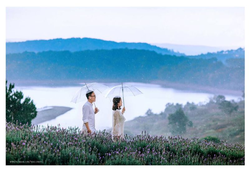 Vườn hoa Lavender hồ Tuyền Lâm Đà Lạt