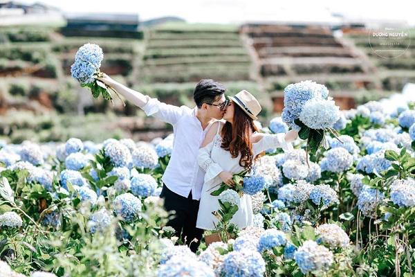 Vườn hoa cẩm tú cầu Đà Lạt