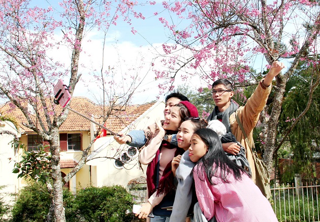 Đi tour ngắm mai anh đào Đà Lạt