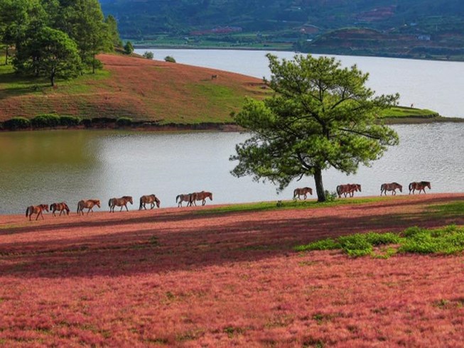 giá tour đồi cỏ hồng Đà Lạt