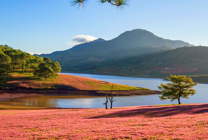 Tour đồi cỏ hồng Đà Lạt
