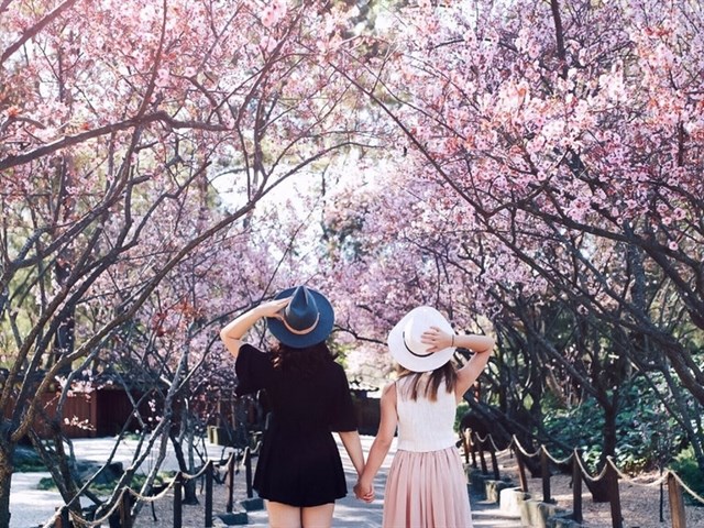 Tour mai anh đào Đà Lạt