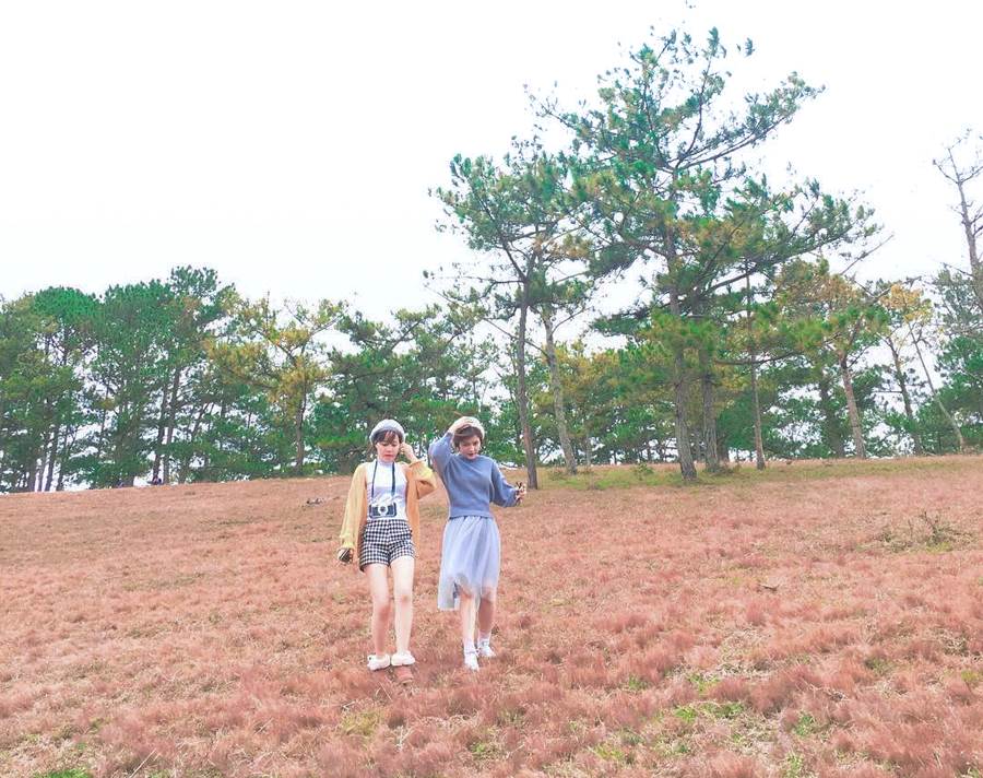 Tour ngắm đồi cỏ hồng Đà Lạt