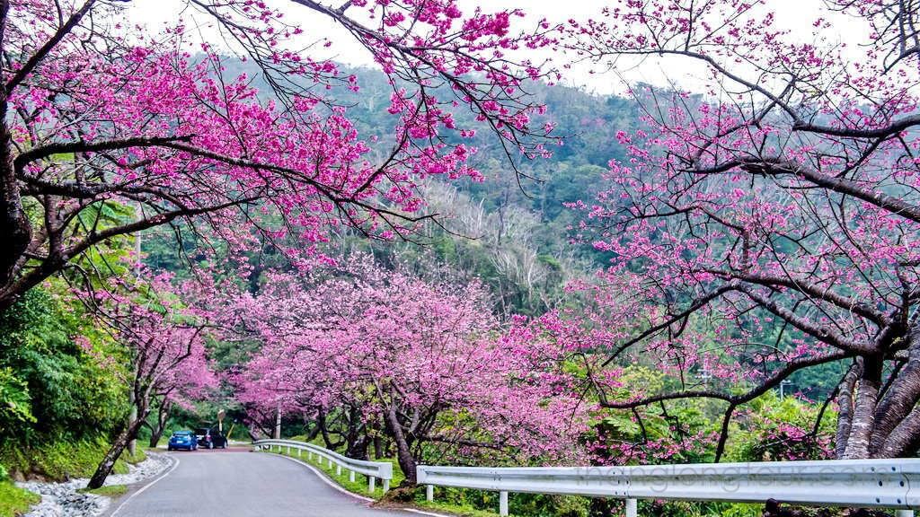 Tour ngắm mai anh đào Đà Lạt