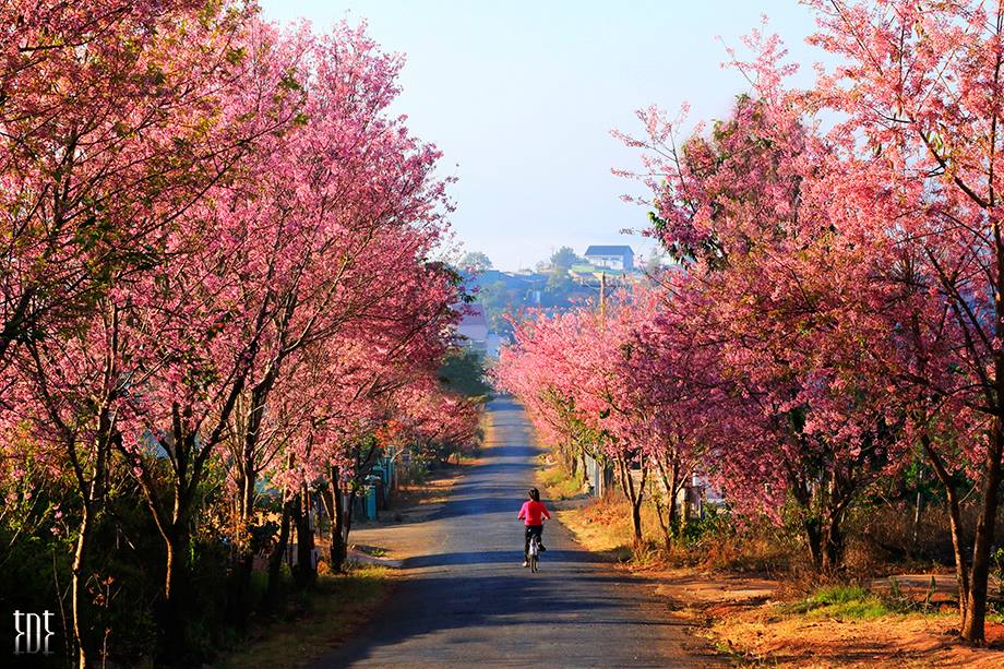 Tour ngắm mai anh đào