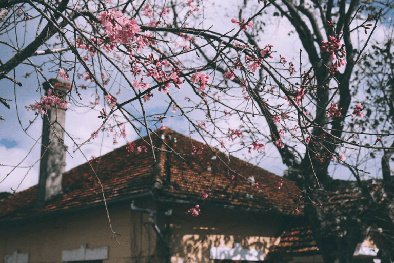 Đà Lạt mùa nào đẹp