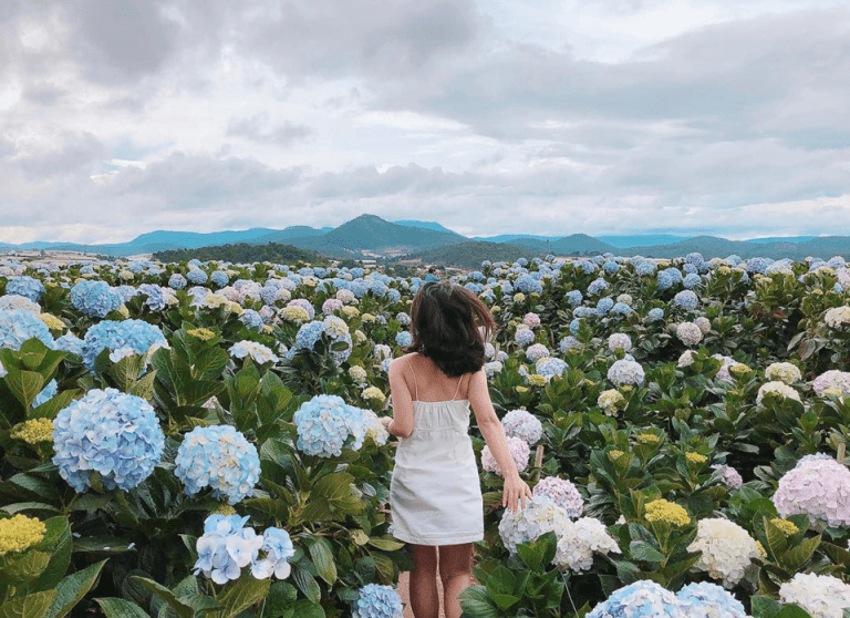 Mục đích của công ty Hoa Dalat Travel