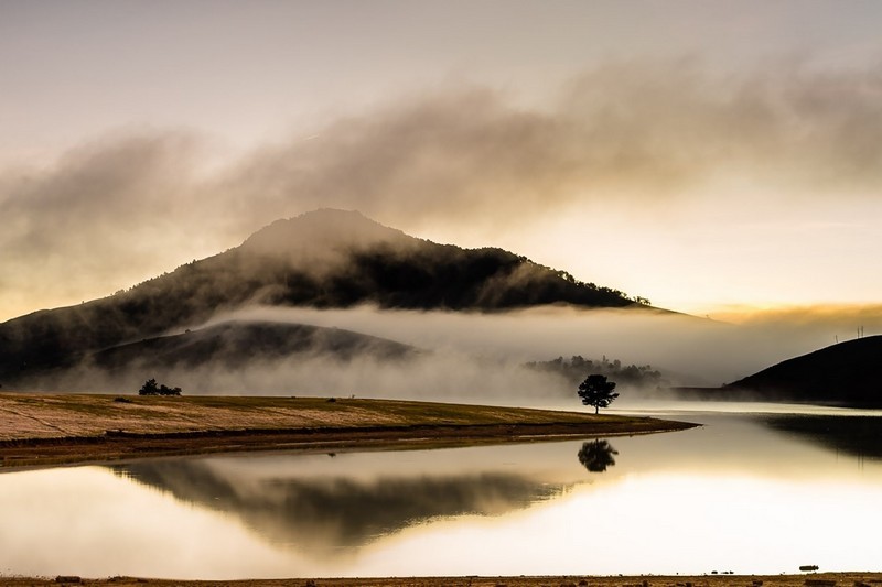 Cây thông cô đơn dalat