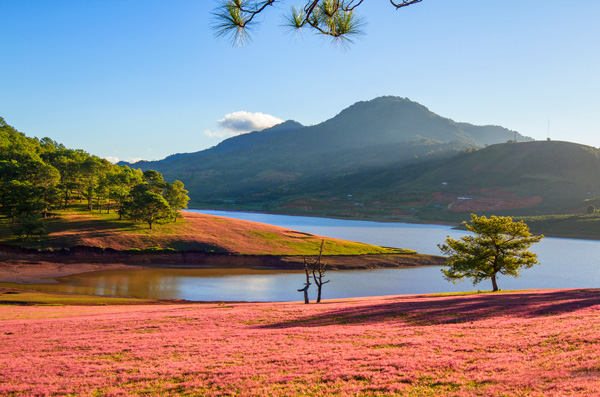 cây thông cô đơn đồi cỏ hồng