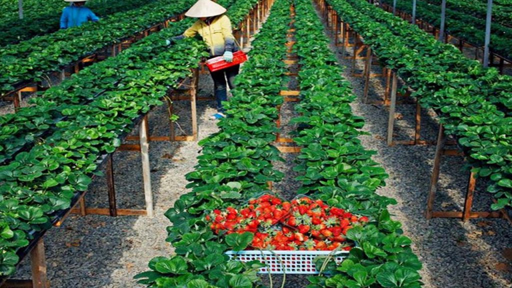dâu tây Đà Lạt có vào mùa nào