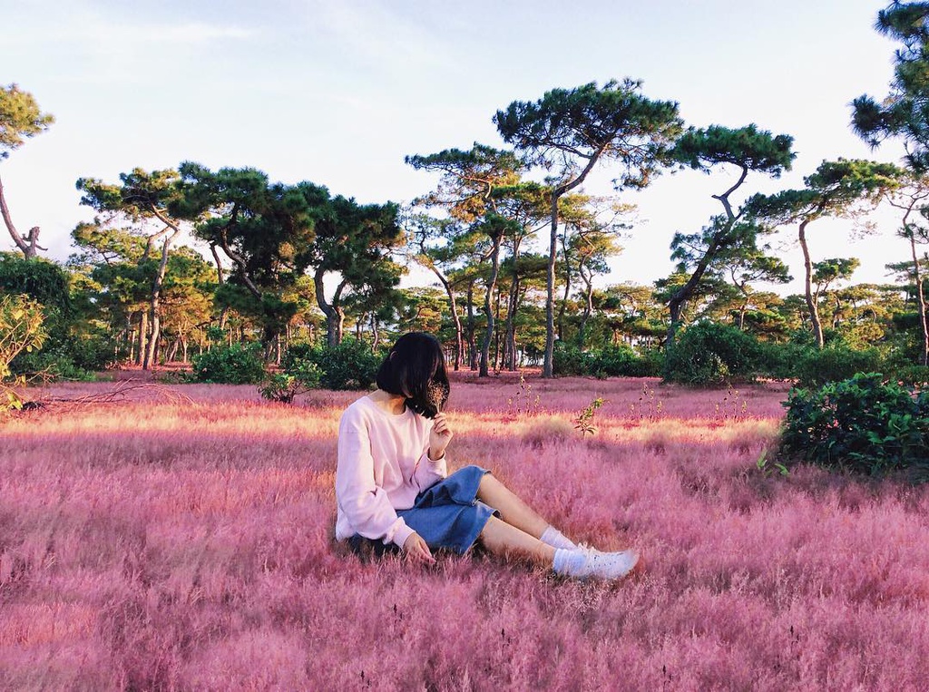 Tour đồi cỏ hồng Đà Lạt