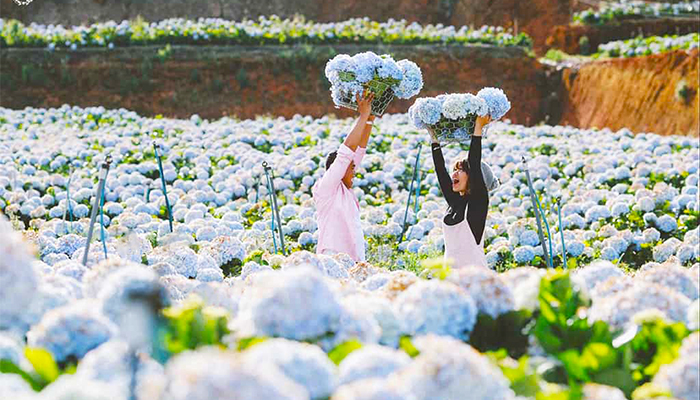 Hoa cẩm tú cầu ở Đà Lat
