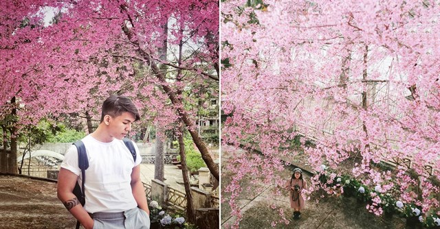 Hoa Mai Anh Đào tại Đà Lạt
