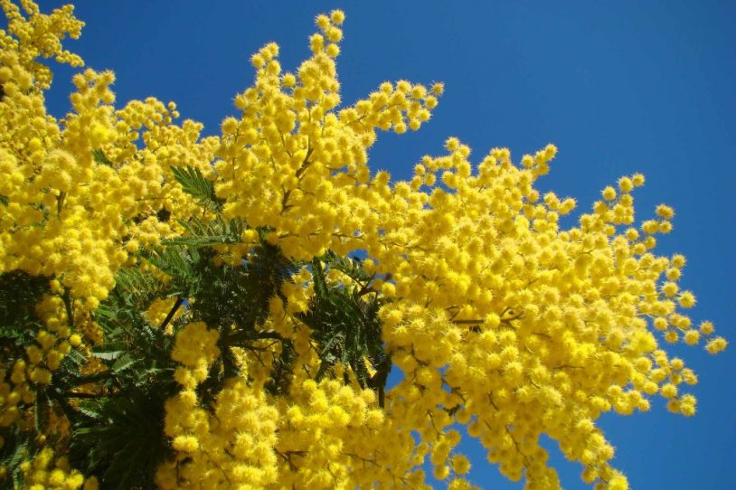 Hoa Mimosa Đà Lạt