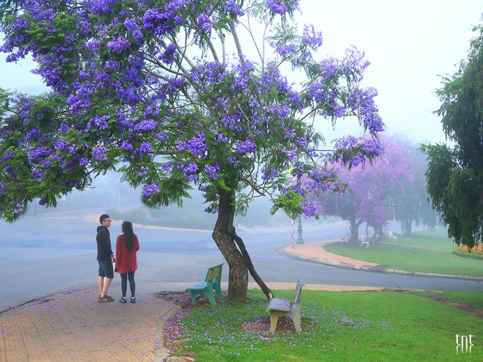 Hoa Phượng Tím ở Đà Lạt