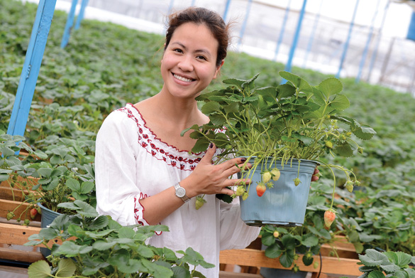 mùa dâu tây Đà Lạt là mùa nào