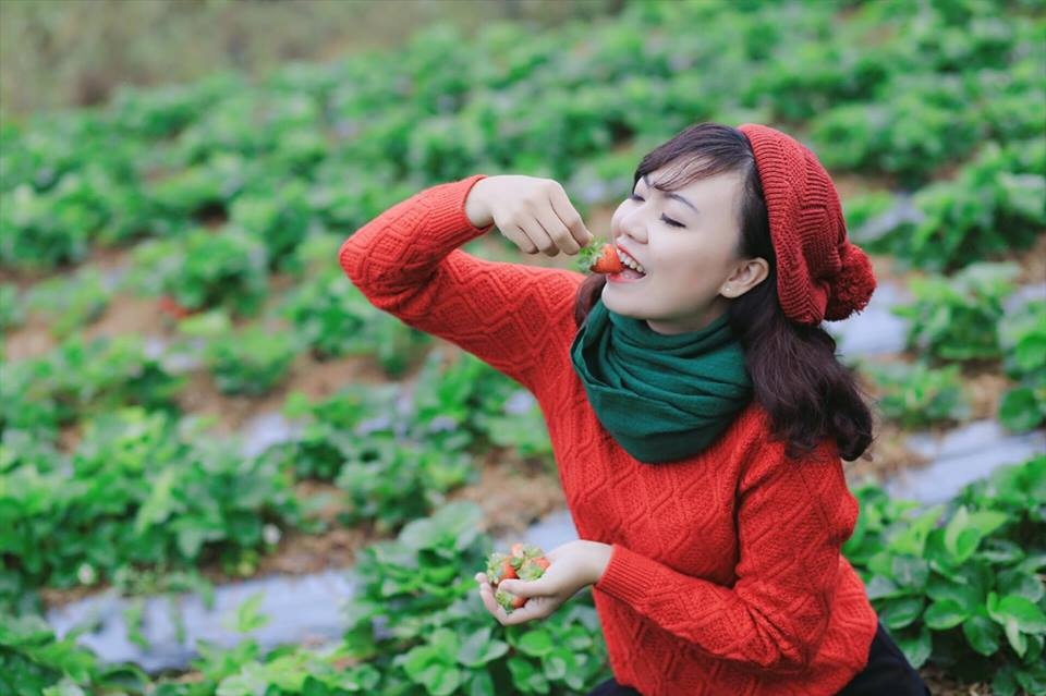 review vườn dâu thắng thịnh Đà Lạt