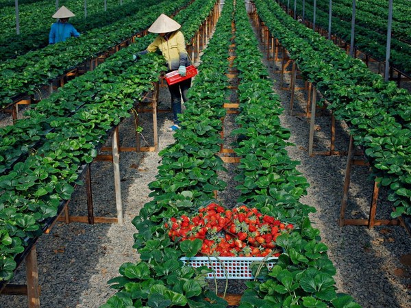 thu hoạch dâu tây Đà Lạt