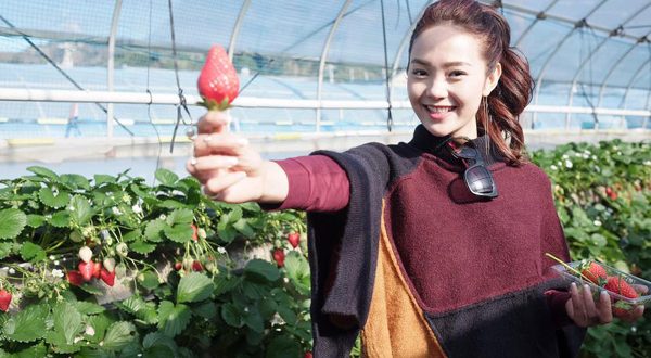 Vườn dâu Nguyễn Thành Chung Đà Lạt