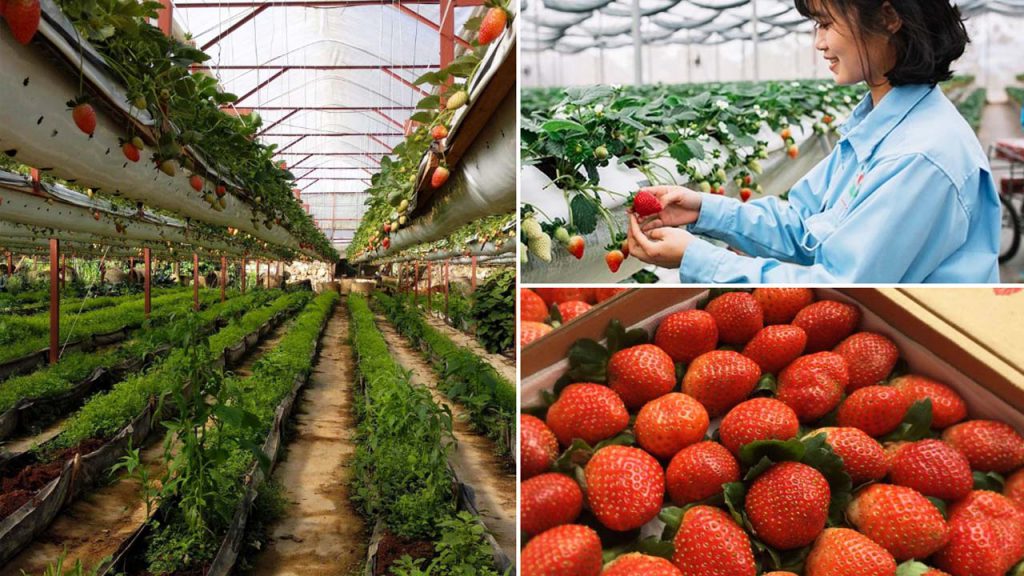 vườn dâu tây thủy canh Đà Lạt